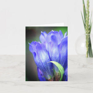 Blue Gentian Flower Photography  Note Card