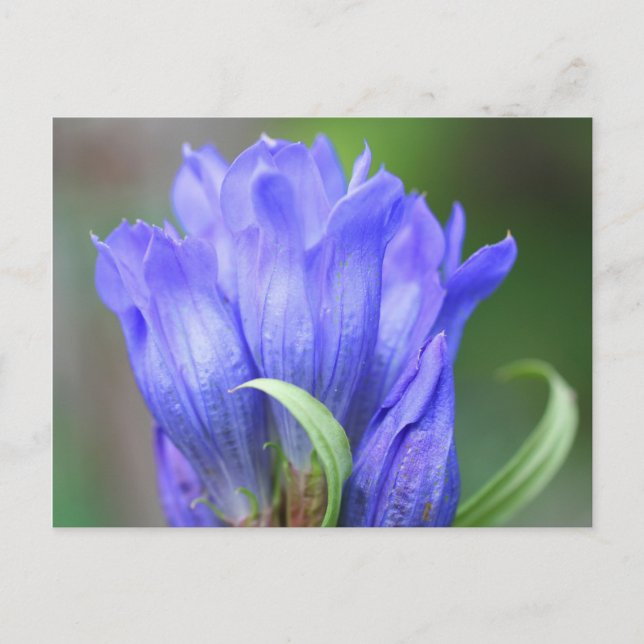 Blue Gentian Flower Photography Postcard (Front)