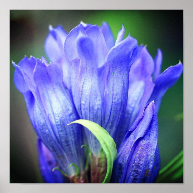 Blue Gentian Flower  Poster (Front)