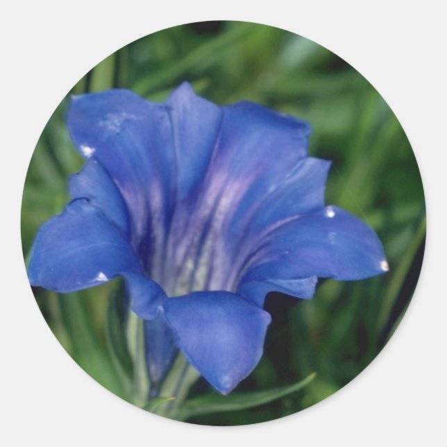 Blue Gentian flowers Classic Round Sticker (Front)