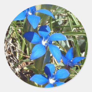 Blue gentian flowers sticker
