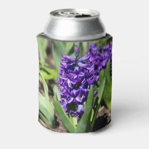 Blue Geocinth in spring   Can Cooler