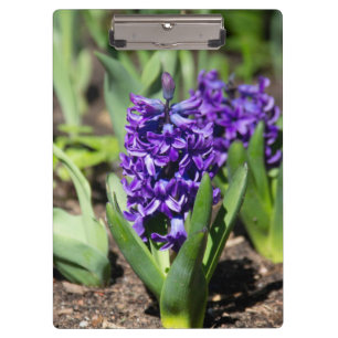Blue Geocinth in spring    Clipboard