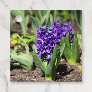 Blue Geocinth in spring    Favour Tags