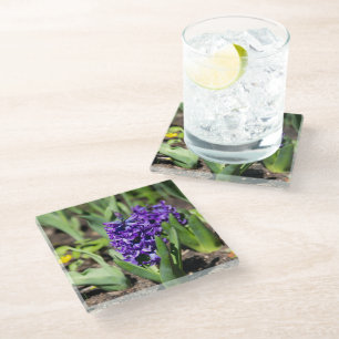 Blue Geocinth in spring  Glass Coaster