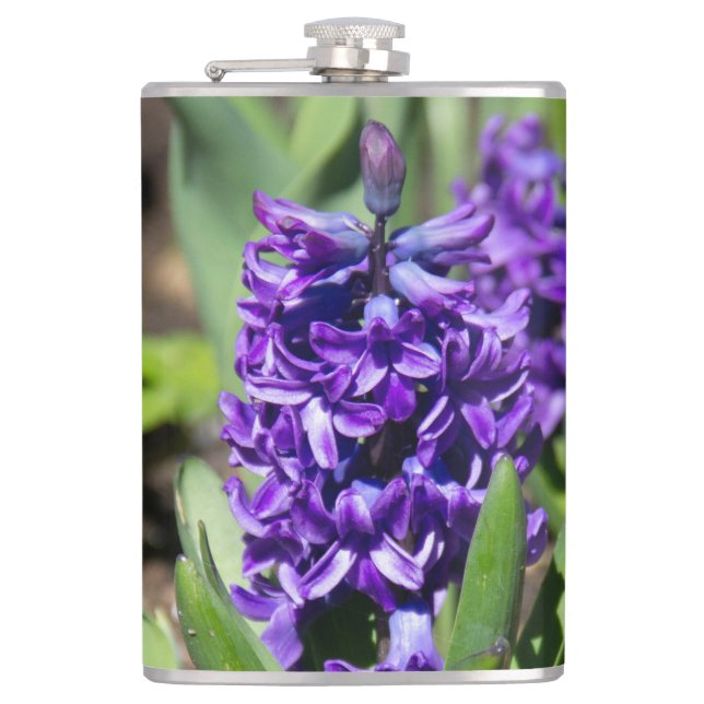 Blue Geocinth in spring   Hip Flask (Front)