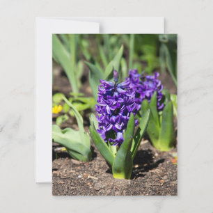 Blue Geocinth in spring Invitation