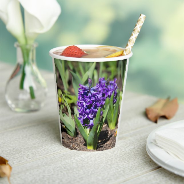 Blue Geocinth in spring    Paper Cups (Insitu)