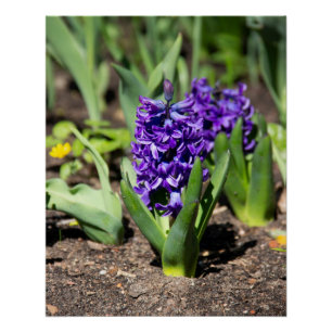 Blue Geocinth in spring Photo Print