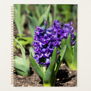 Blue Geocinth in spring Planner