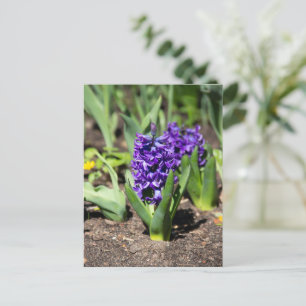 Blue Geocinth in spring  Postcard
