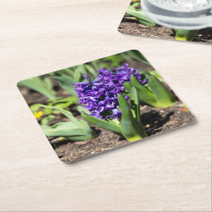 Blue Geocinth in spring  Square Paper Coaster