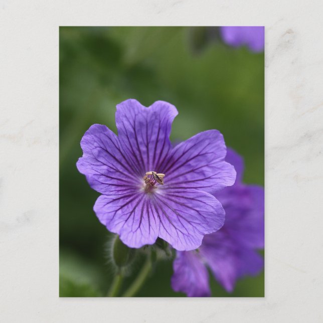 Blue Geranium Postcard (Front)