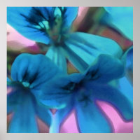 Blue Geraniums