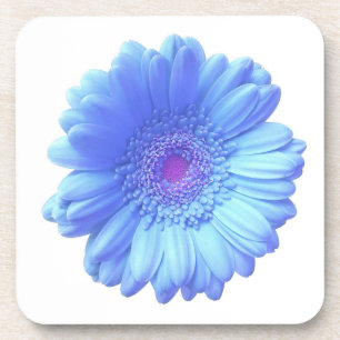 Blue gerbera daisy coaster