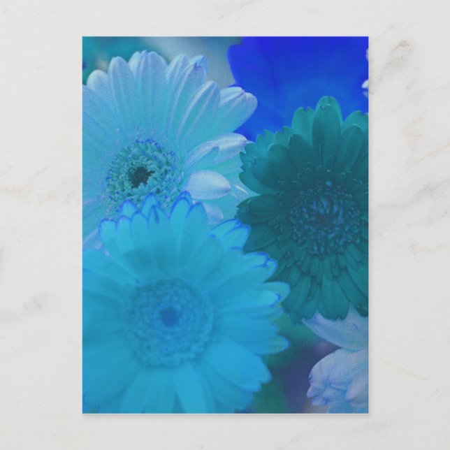 Blue Gerbera Daisy Flower Photo Art Postcard (Front)