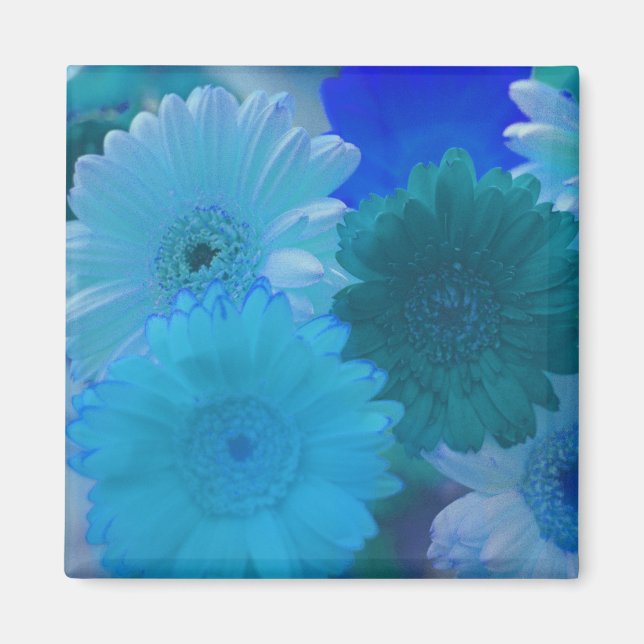 Blue Gerbera Daisy Flowers Refrigerator Magnets (Front)