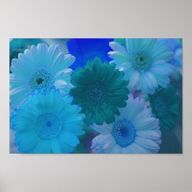 Blue Gerbera Daisy Flowers Wall Art Print Poster (Front)