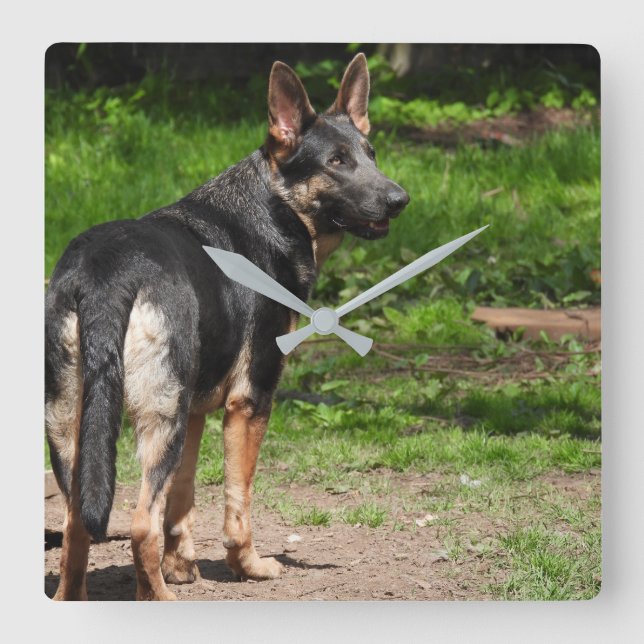 Blue German Shepherd Clock (Front)