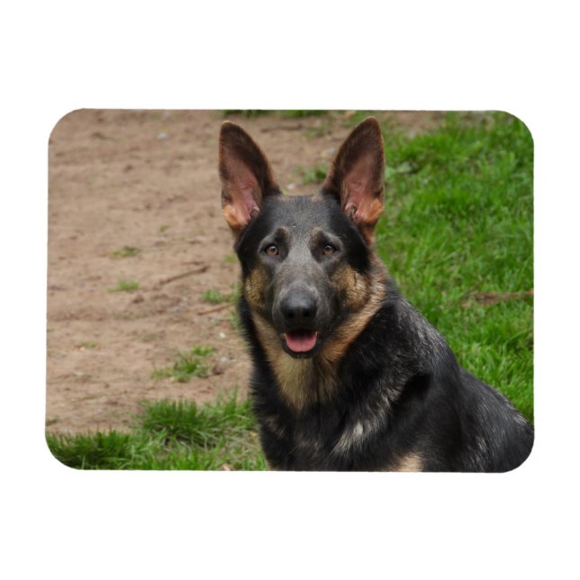 Blue German Shepherd Dog Magnet (Horizontal)