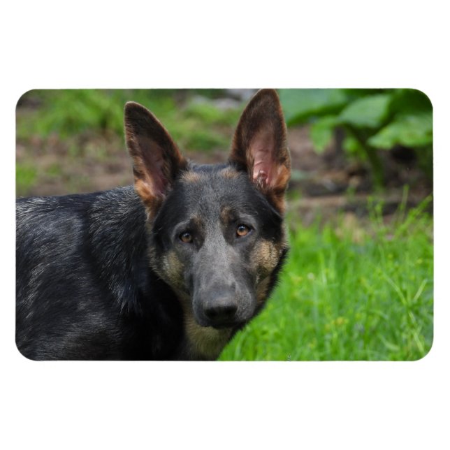 Blue German Shepherd Magnet (Horizontal)