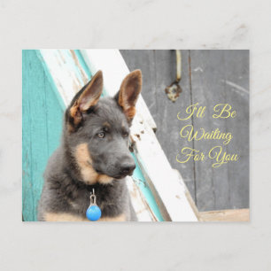 Blue German Shepherd Waiting For You Postcard