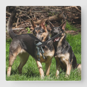 Blue German Shepherds Square Wall Clock