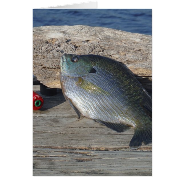 Blue Gill on the Dock (Front)