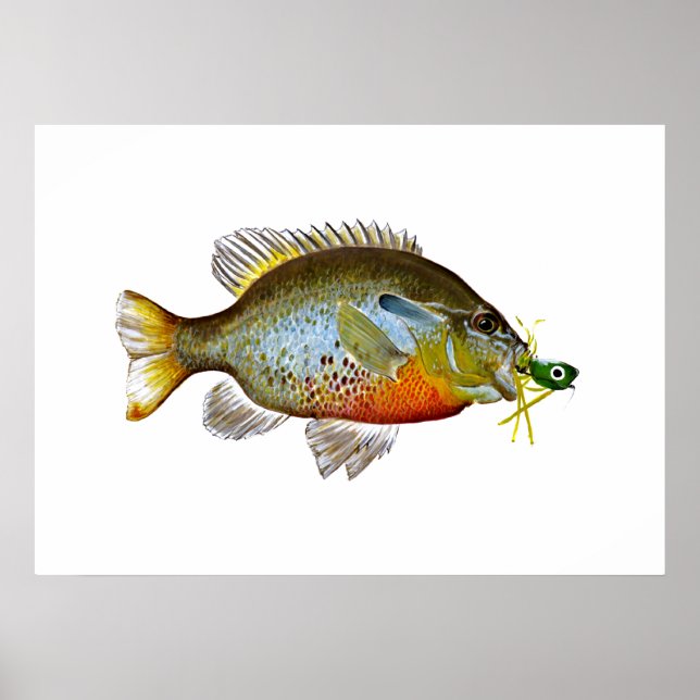 Blue Gill - Pumpkin Seed Poster (Front)