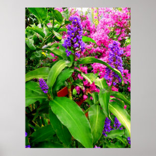 Blue Ginger and Bougainvillea Poster