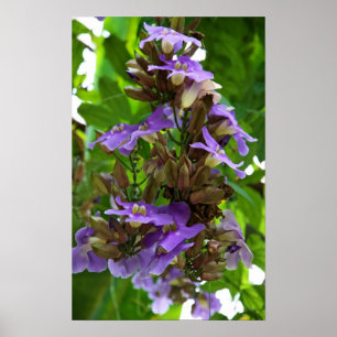 Blue Ginger Poster