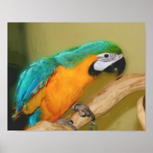 Blue Gold Macaw Parrot Photo Painting Poster