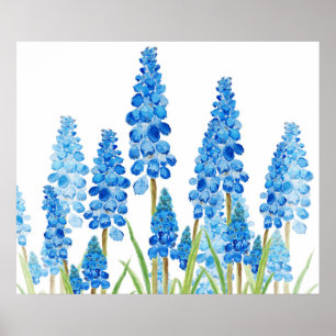 blue grape hyacinth forest poster