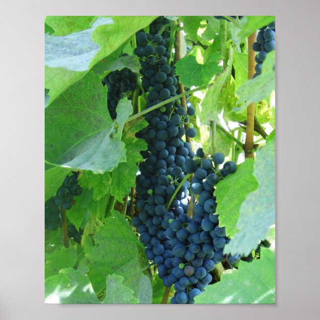 Blue Grapes Poster (Front)