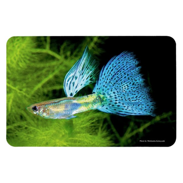 Blue Grass Guppy Magnet (Horizontal)