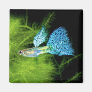 Blue Grass Guppy Magnet