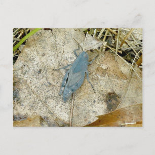 Blue Grasshopper Postcard