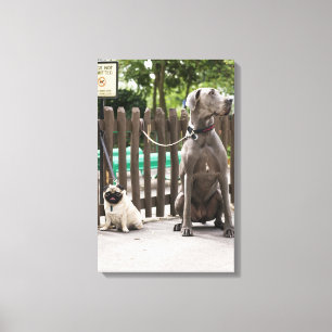 Blue Great Dane and pug dogs on leashes Canvas Print