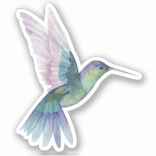Blue Green Hummingbird Nature Wildlife