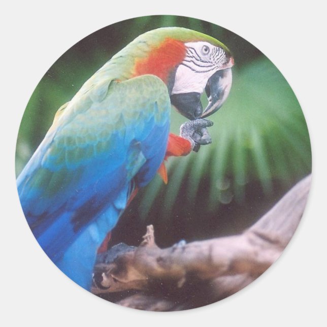 BLUE GREEN PARROT CLASSIC ROUND STICKER (Front)