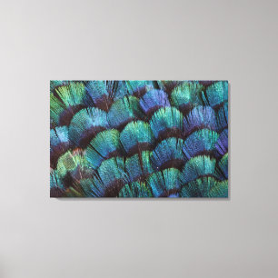 Blue-green pheasant feather design canvas print