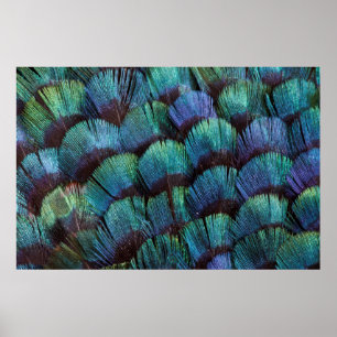 Blue-green pheasant feather design poster