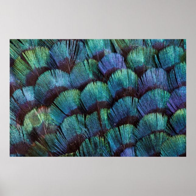 Blue-green pheasant feather design poster (Front)