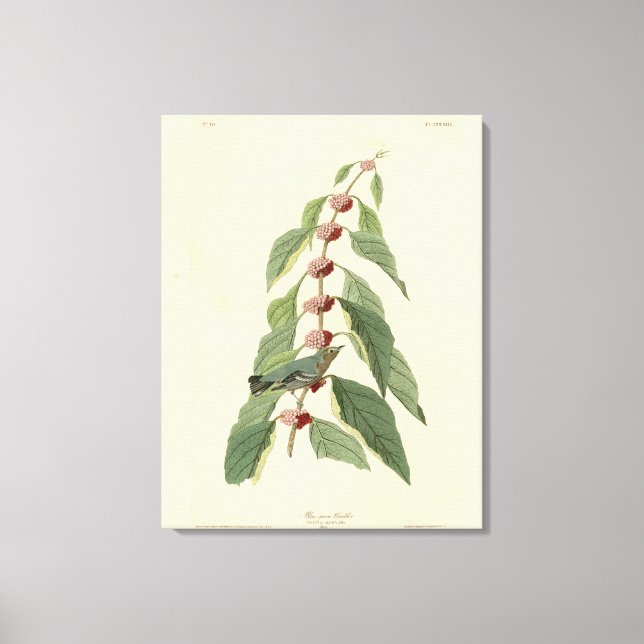 Blue-green Warbler from Audubon's Birds of America Canvas Print (Front)