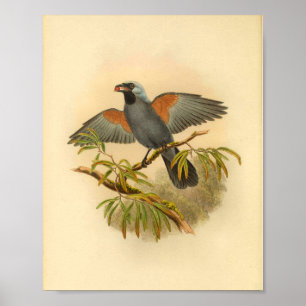 Blue Grey Campephaga Cuckoo Bird Vintage Print