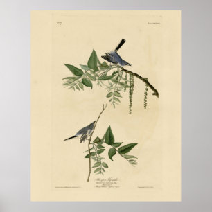 Blue-Grey Fly-catcher - Audubon's Birds of America Poster