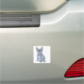 Blue Grey French Bulldog Puppy  Car Magnet (In Situ)