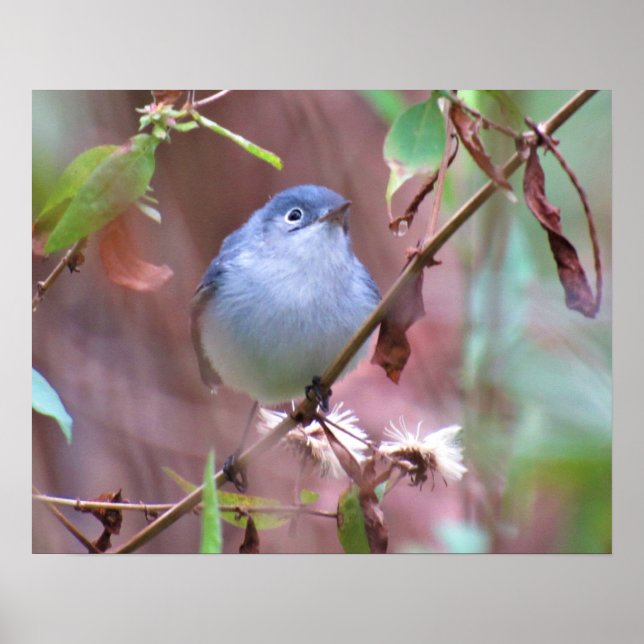 Blue-Grey Gnatcatcher Backyard Bird Poster (Front)