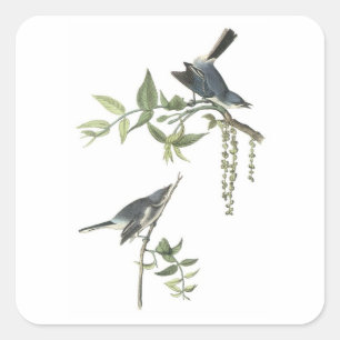 Blue-grey Gnatcatcher by Audubon Square Sticker