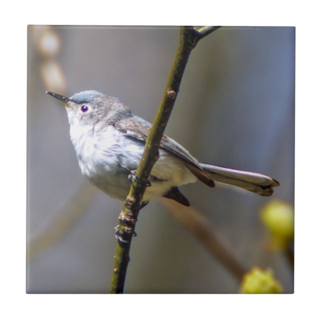 Blue-Grey Gnatcatcher Ceramic Photo Tile (Front)